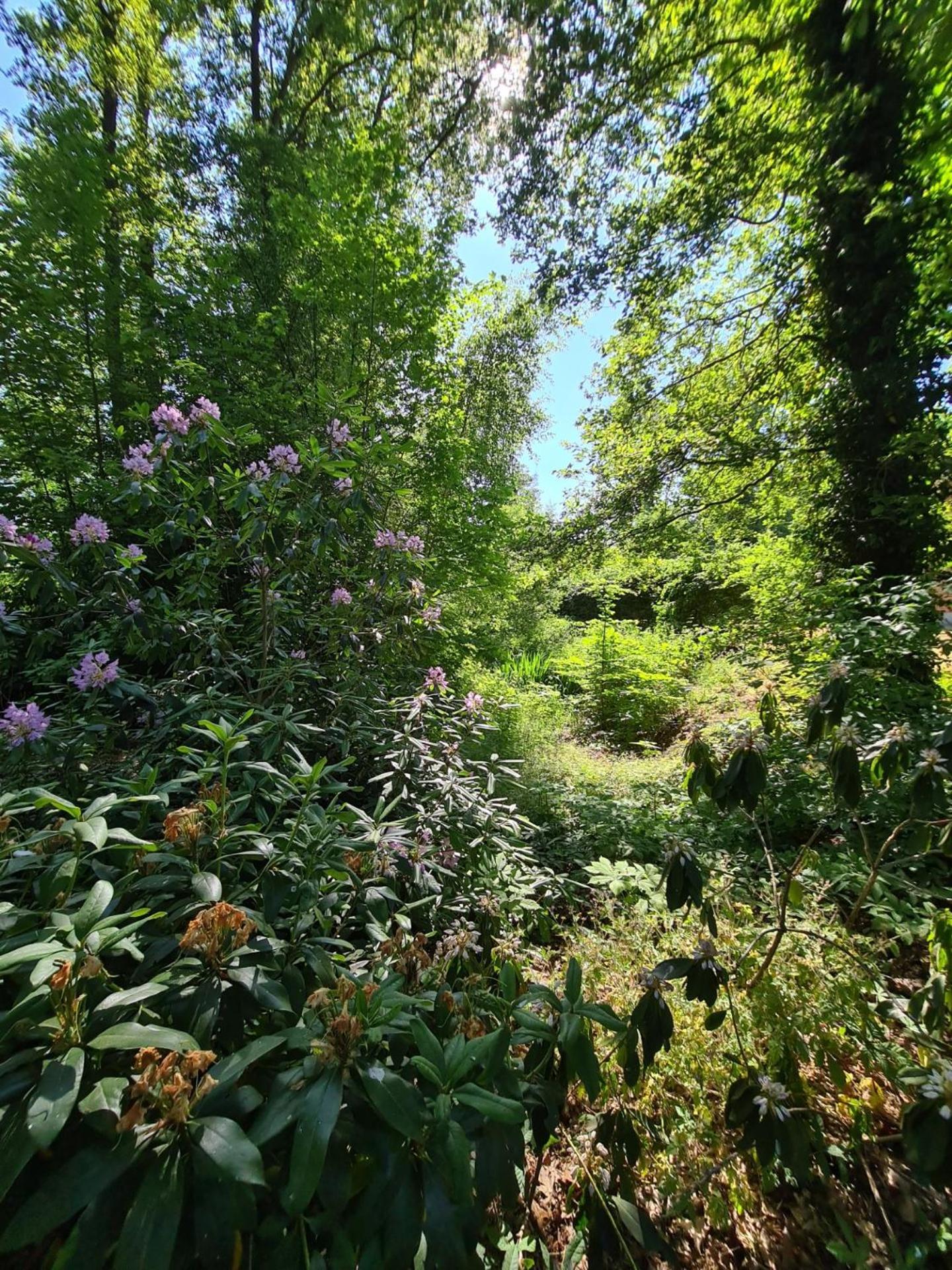 Landgoed De Lavei Bed & Breakfast Weleveld Exterior photo